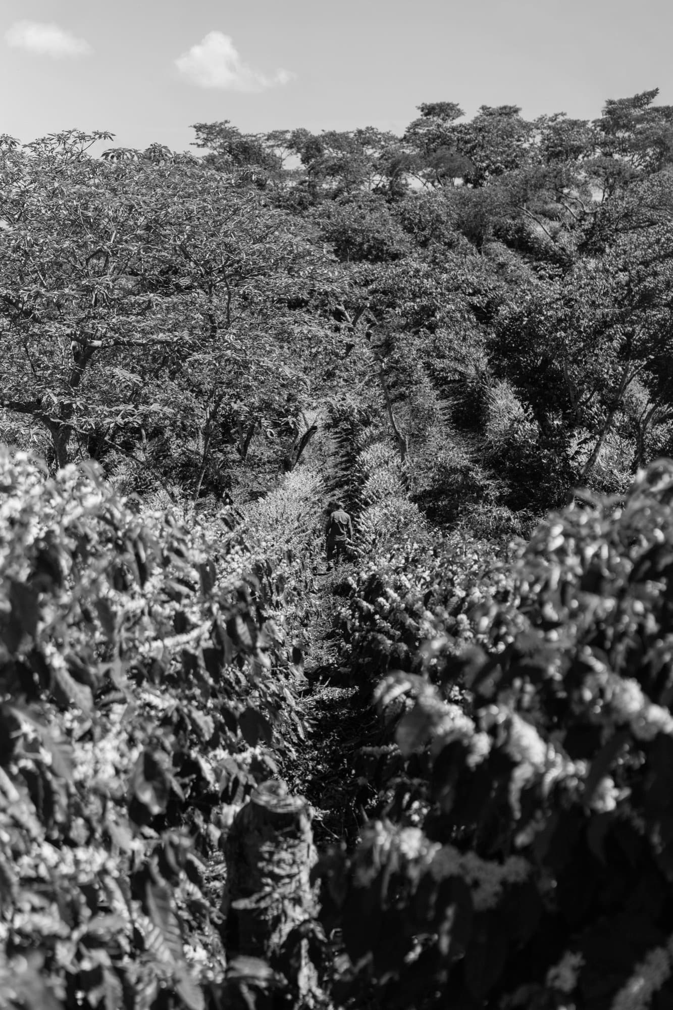 Surcos del cafetal en floración bajo árboles de sombra