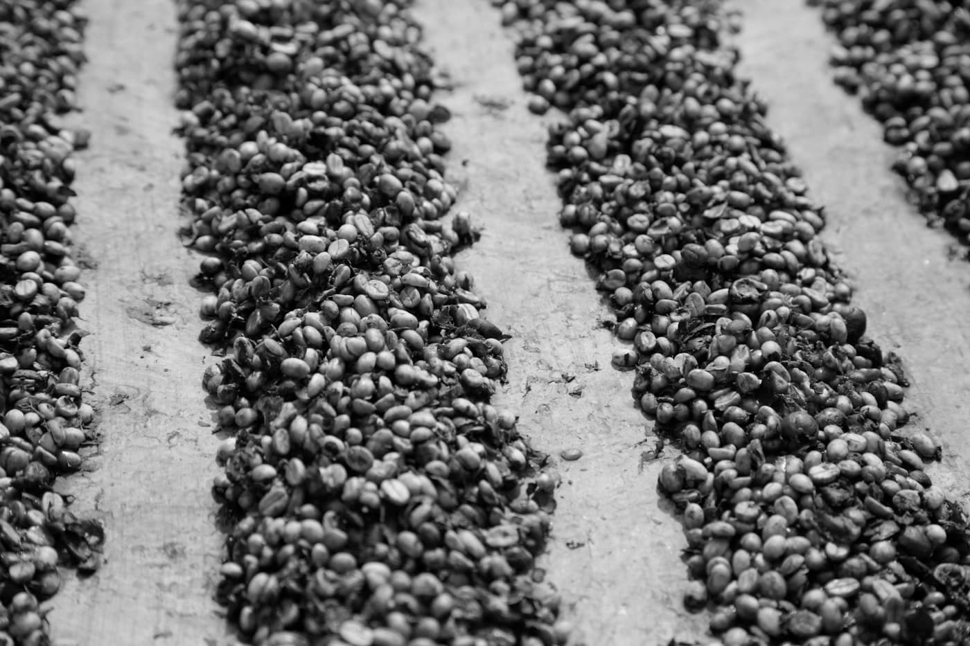 Granos de café honey con mucílago secando en hileras