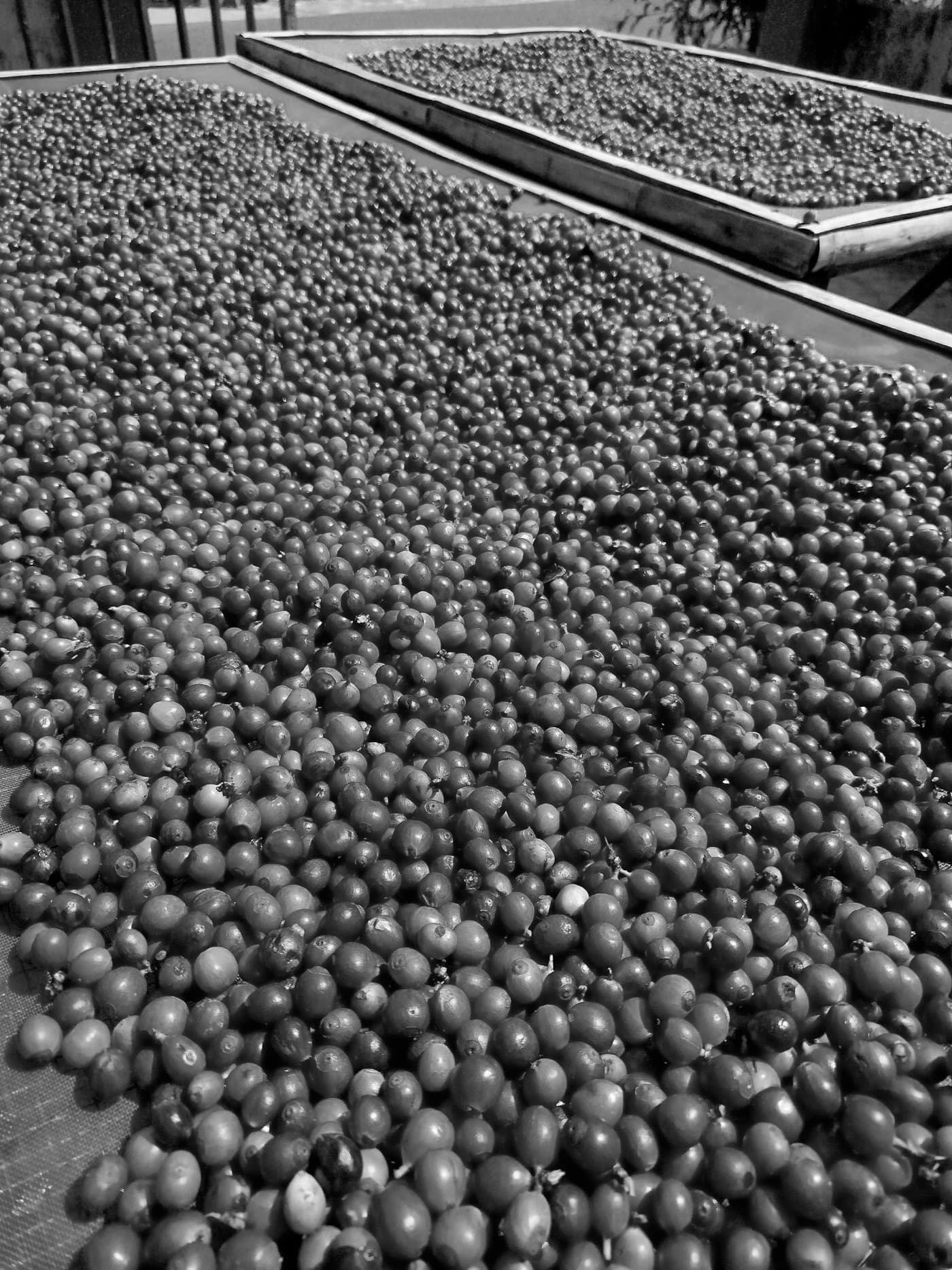 Cerezas de café enteras secando al sol en camas africanas